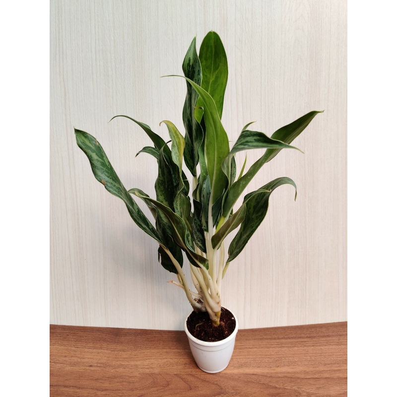 Aglaonema White Stem Small Plant
