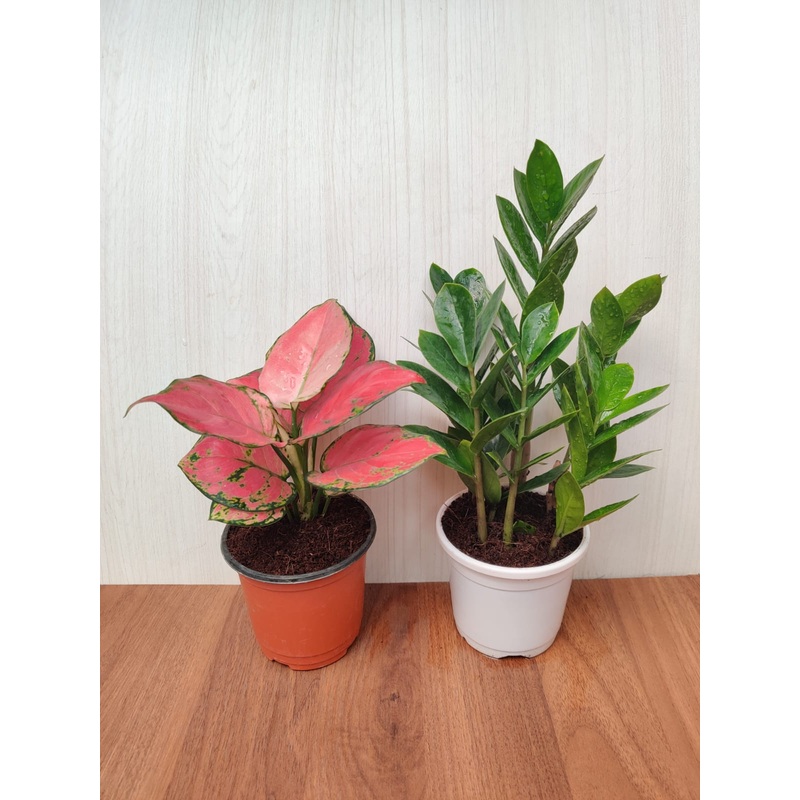 Air Purifire Foliage Aglaonema And Low maintenance ZZ Plant ( Pack Of 2 ) For Home , Office And Gift
