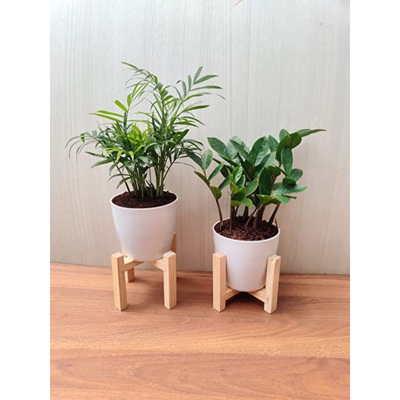 Air-purifying Bamboo Palm and ZZ Plant Combo for Indoor and Outdoor Decor