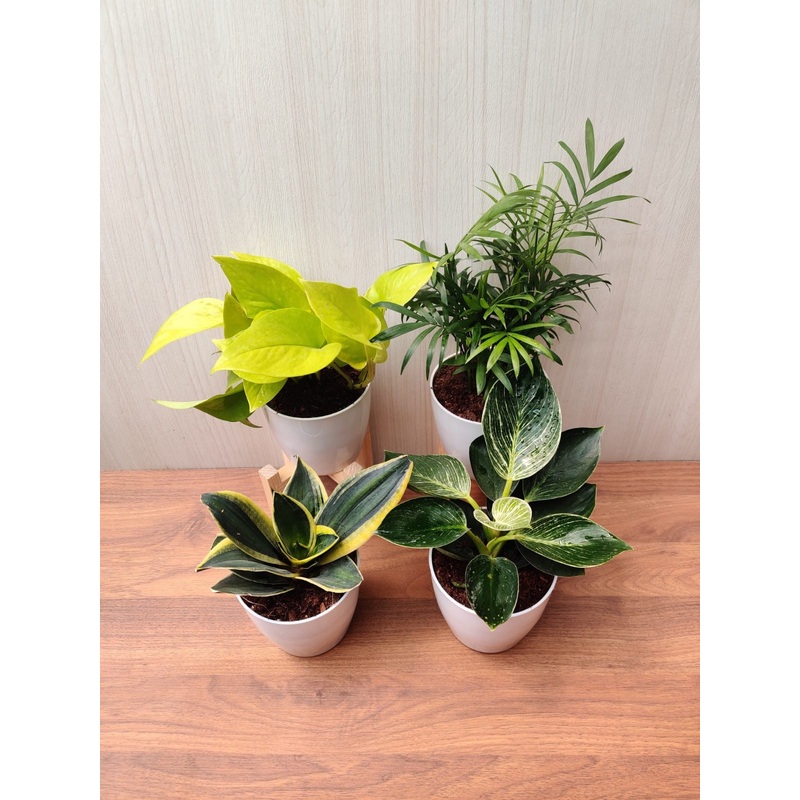 Air Purifying Indoor Plant Combo – Snake Plant, Golden Money Plant, Bamboo Palm, Philodendron Birkin | Pack of 4