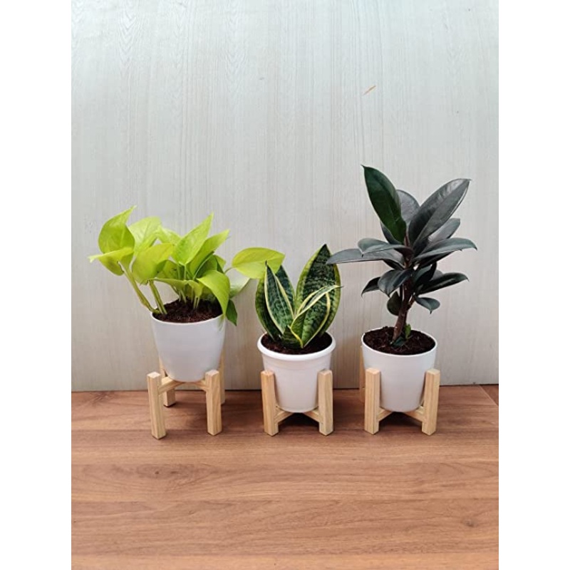 Air Purifying Indoor Plant Combo – Snake Plant, Golden Money Plant, Rubber Plant | Pack of 3