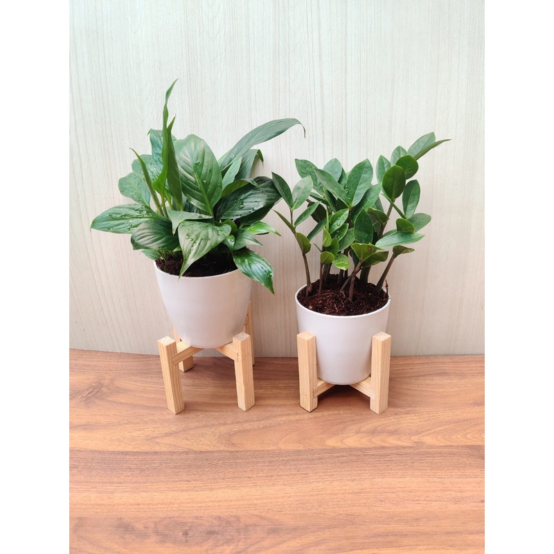 Air Purifying Indoor Plant Combo – ZZ Plant and Spathiphyllum | Pack of 2