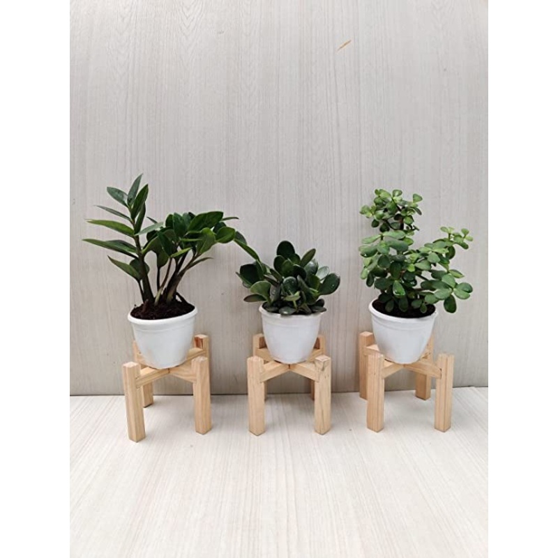 Air Purifying Indoor Plant Combo – ZZ Plant, Crassula, Jade Plant | Pack of 3