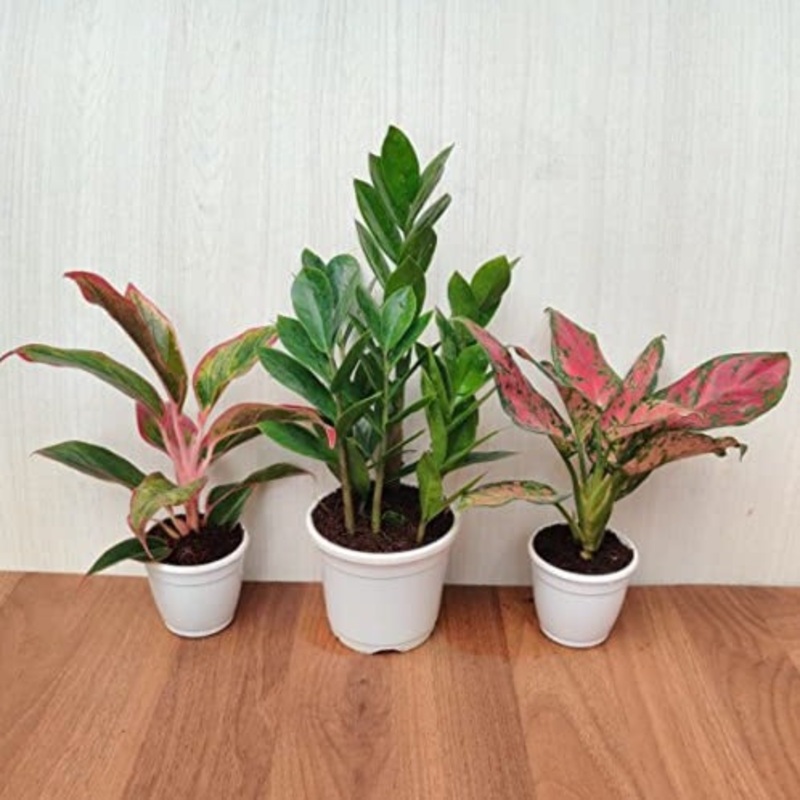 Air Purifying Indoor Plants Combo – ZZ Plant, Red Aglaonema | Plastic Pot Included