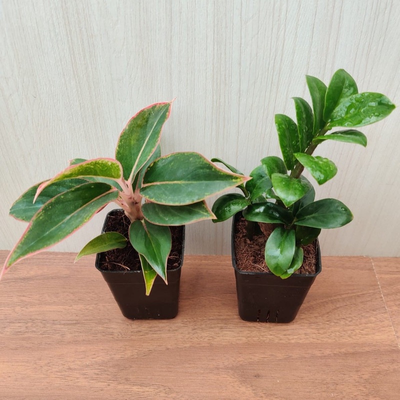 Air Purifying Ornamental Aglaonema And Perennial  ZZ Plant ( Pack Of 2 )