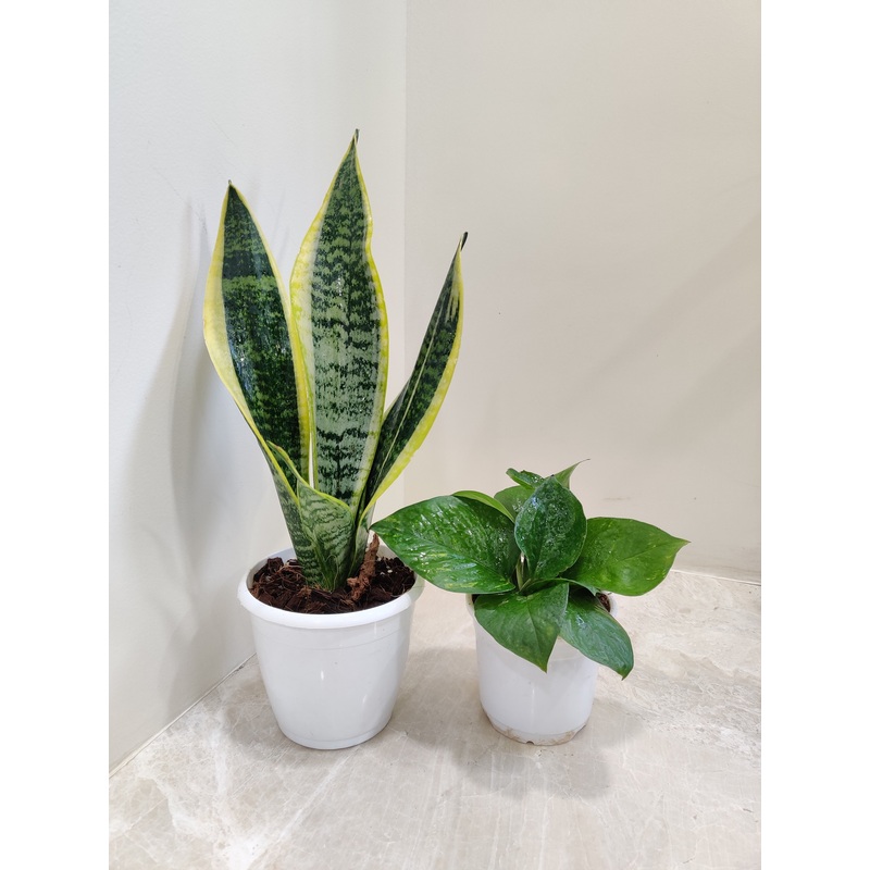 Air Purifying Plant Combo – Money Plant , Snake Plant