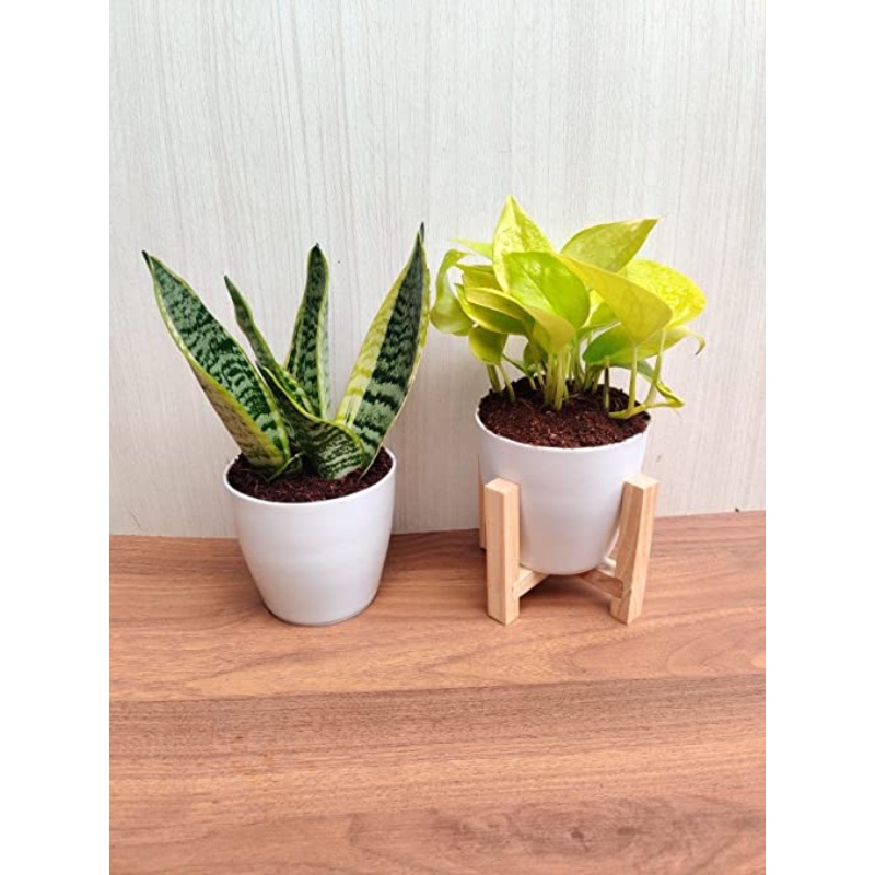 Air Purifying Plant Sets for Snake Plant & Money Plant with Plastic Pots