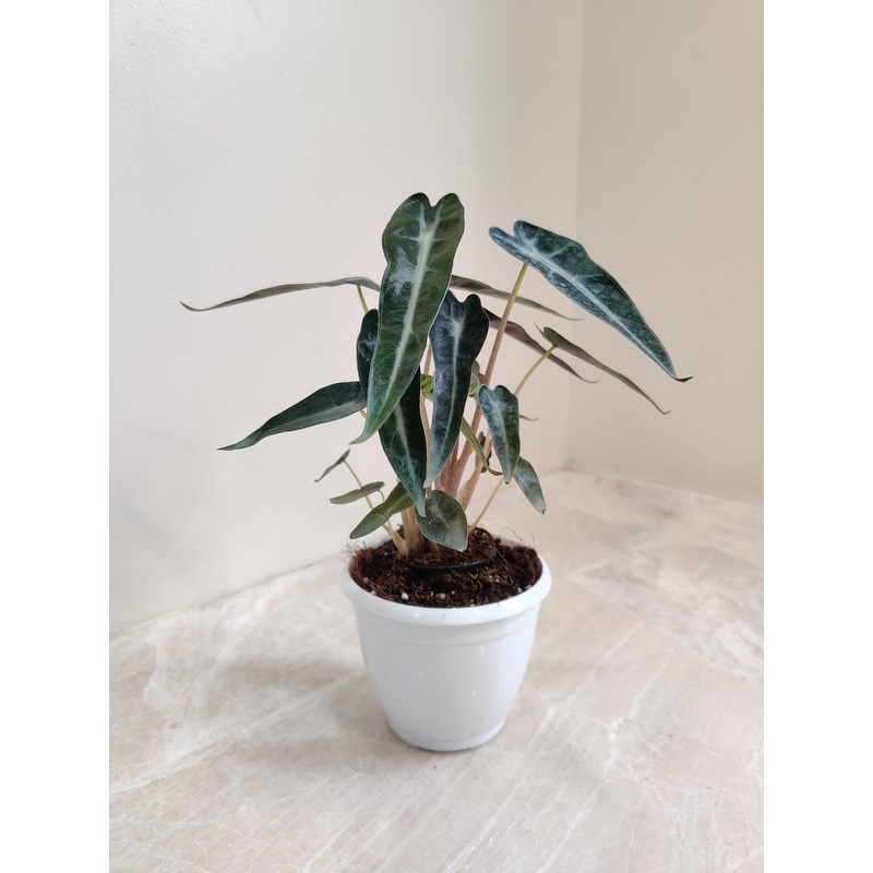 Alocasia Bambino Plant