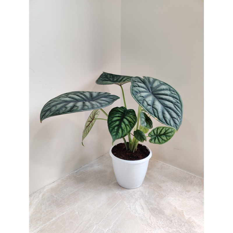 Alocasia Dragon Scale Plant