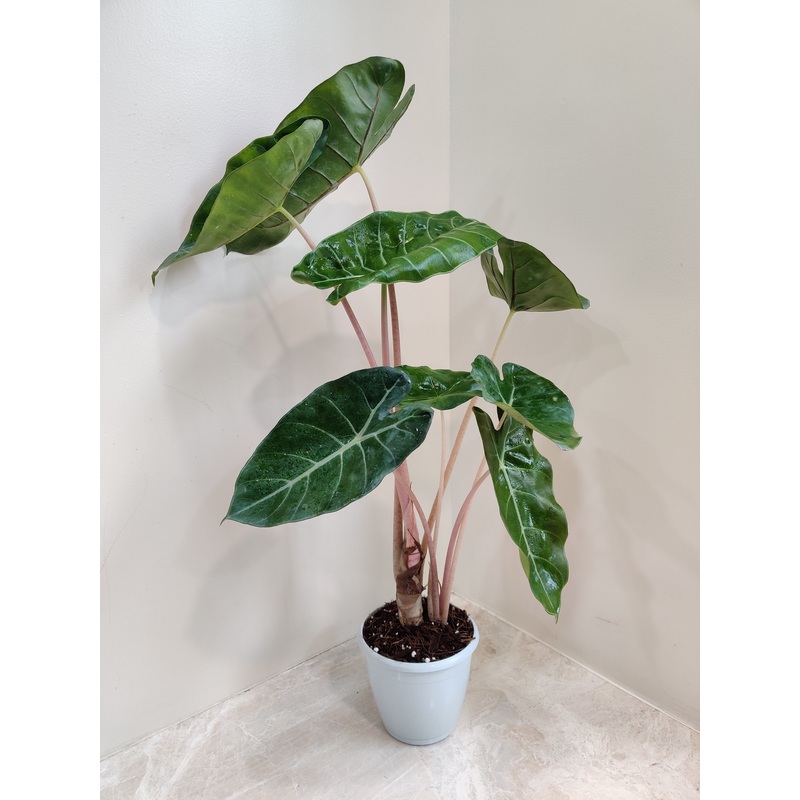 Alocasia Pink Dragon Plant