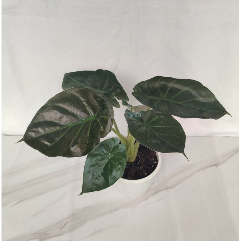 Alocasia Wentti Plant