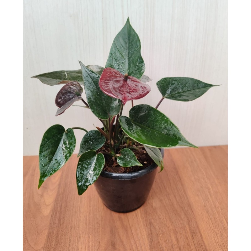 Anthurium Black Color  Plant