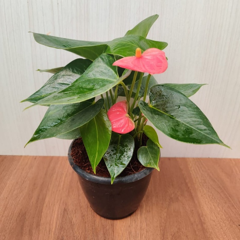 Anthurium Pink Color Flowering Plant