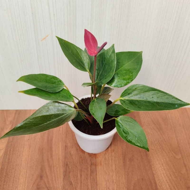 Anthurium Violet  Plant