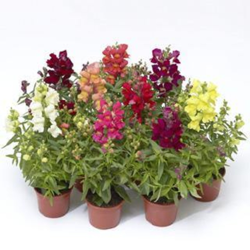 Antirrhinum Snaptini Mix Flower Seeds