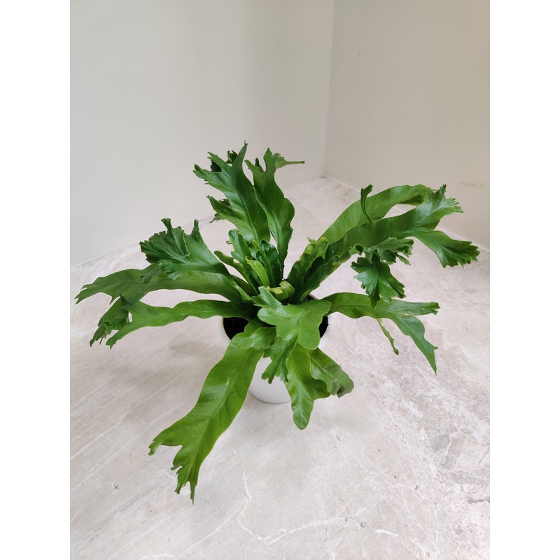 Asplenium nidus Crissie fern – Plant