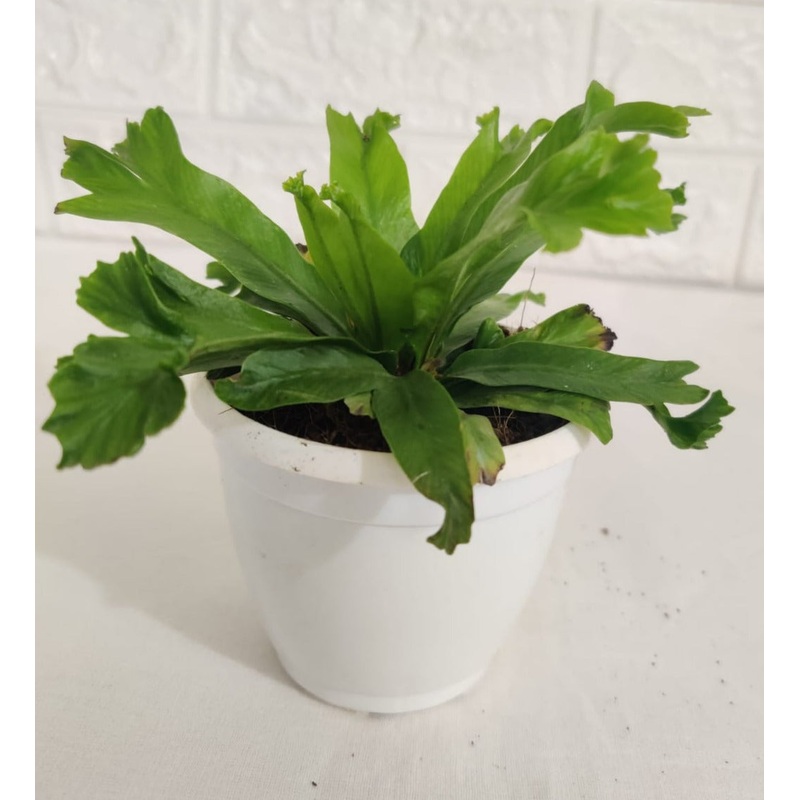 Asplenium Nidus Lesile Plant