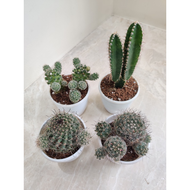 Assorted Cactus Pack Collection (Any Four)