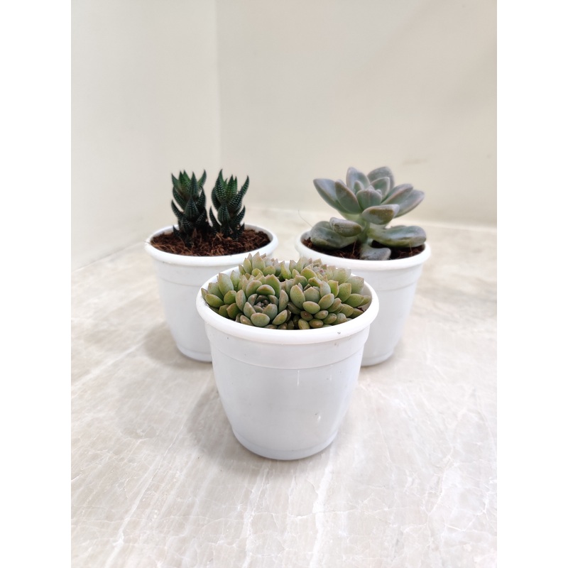 Assorted Succulents Pack Of 3