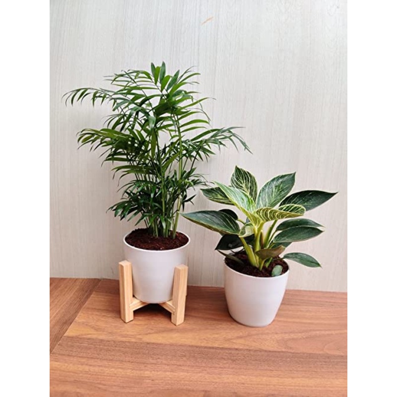 Bamboo Palm and Philodendron Birkin Plant Combo with Plastic Pots