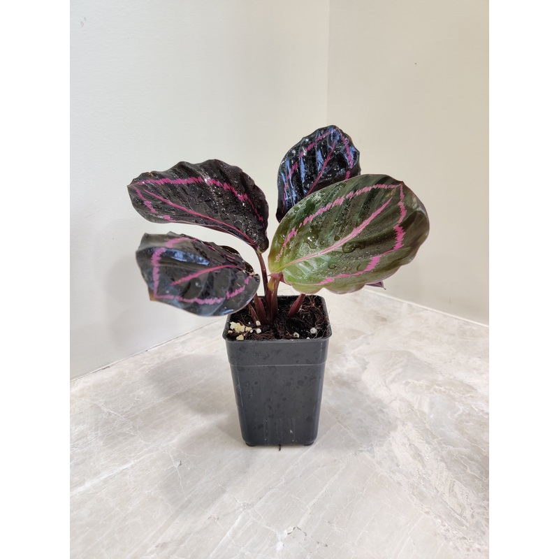 Calathea Dottie  Small Plant