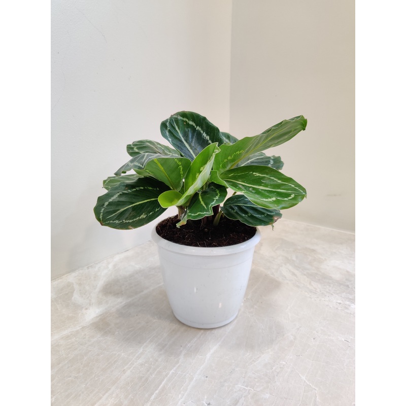 Calathea Green Lipstick Plant