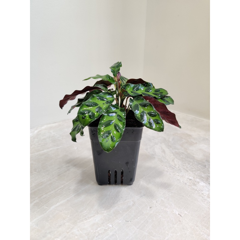 Calathea Insignis Small Plant (Rattlesnake Plant)
