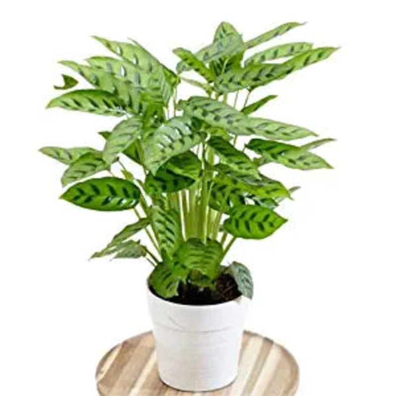 Calathea Leopardina Plant