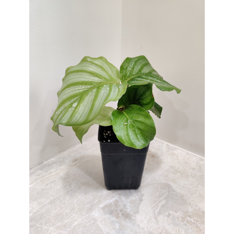 Calathea Orbifolia Plant