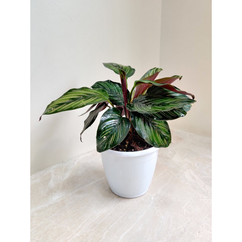 Calathea Ornata Beauty Star plant