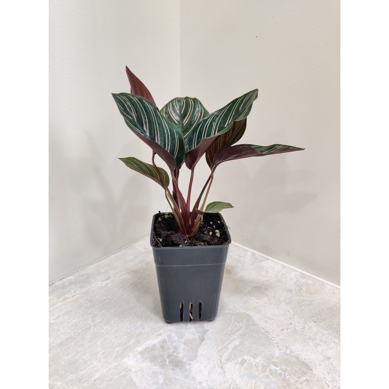 Calathea Pinstripe Ornata Plant