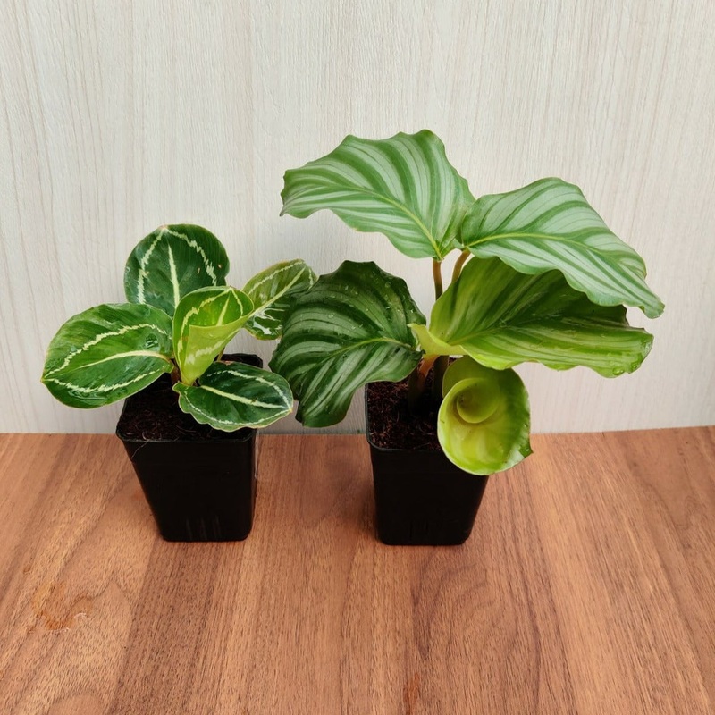 Calathea Plants with Pots (Pack of  2 Plants)