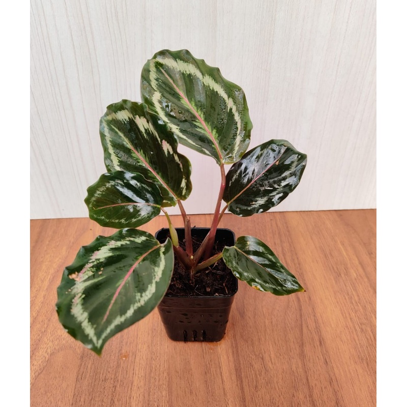Calathea Roseopicta Medallion Small Plant