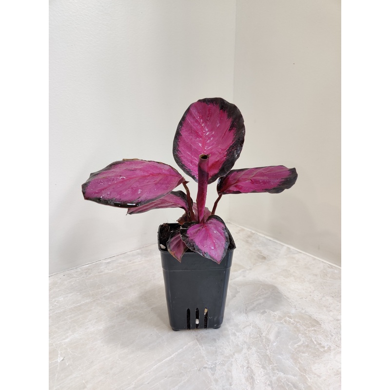 Calathea Rosepicta Crimson (Pink) Small Plant