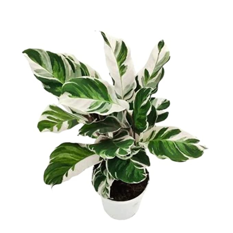 Calathea White Fusion Plant