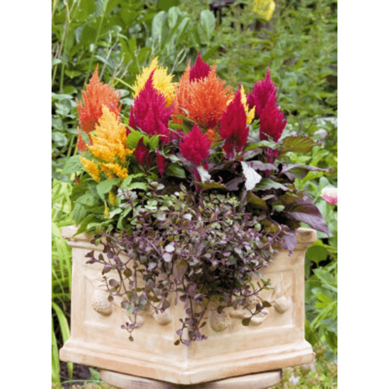 Celosia Plumosa Fashion Look Mix Flower Seeds