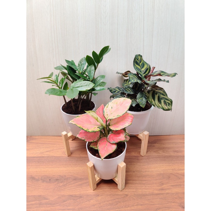Combo of 3 Desk Plants And Plastic Pots for Indoor Home & Office (Aglaonema, Calathea and zz Plant)