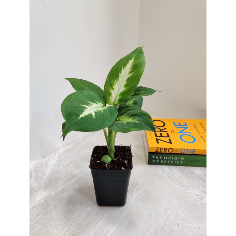 Compact Dieffenbachia White Flame Plant
