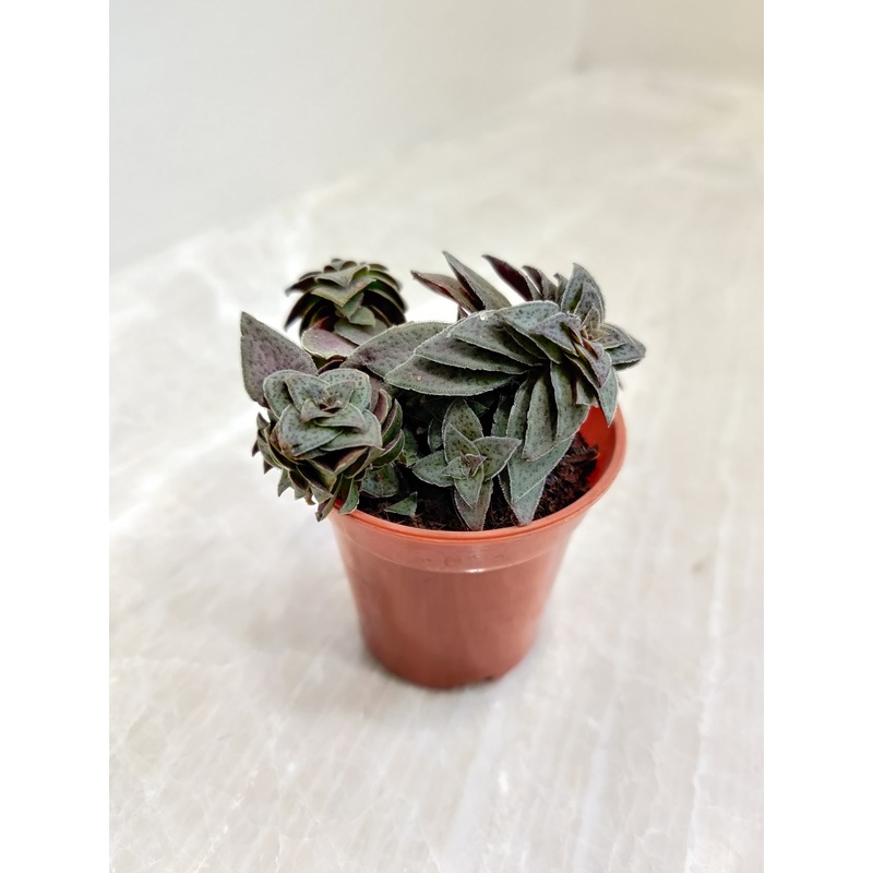 Crassula Picturata Tiger Jade Rare Succulent