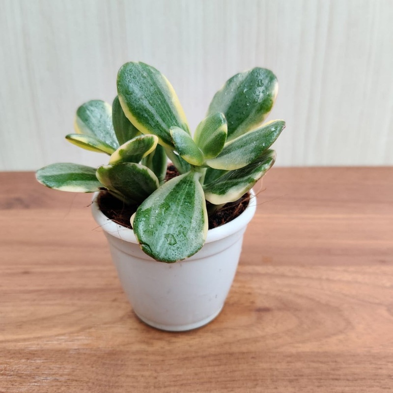 Crassula Variegated Jade (Crassula Ovata Variegata) Succulent Plant
