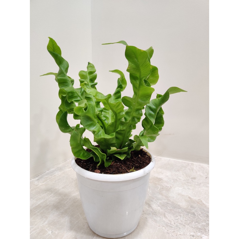 Crispy Wave Fern