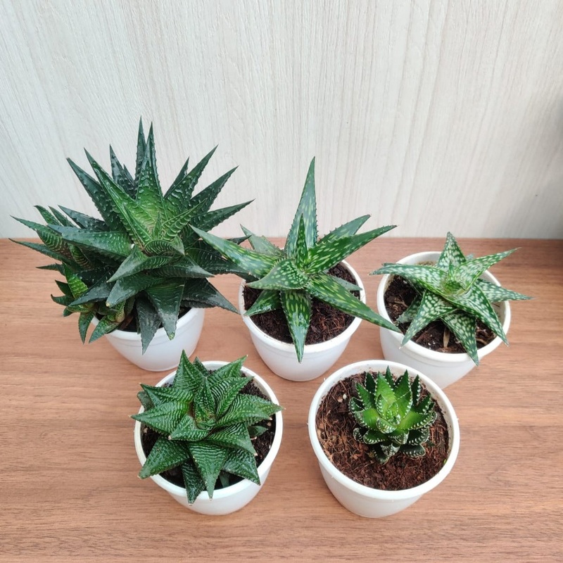 Small Aloe Succulents Plants, (Qty: 5 Small Succulent Aloe)