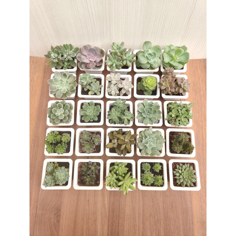 Soft Succulent Tray – Assorted 25 Varieties (Any 25 Succulents Depend on availability)