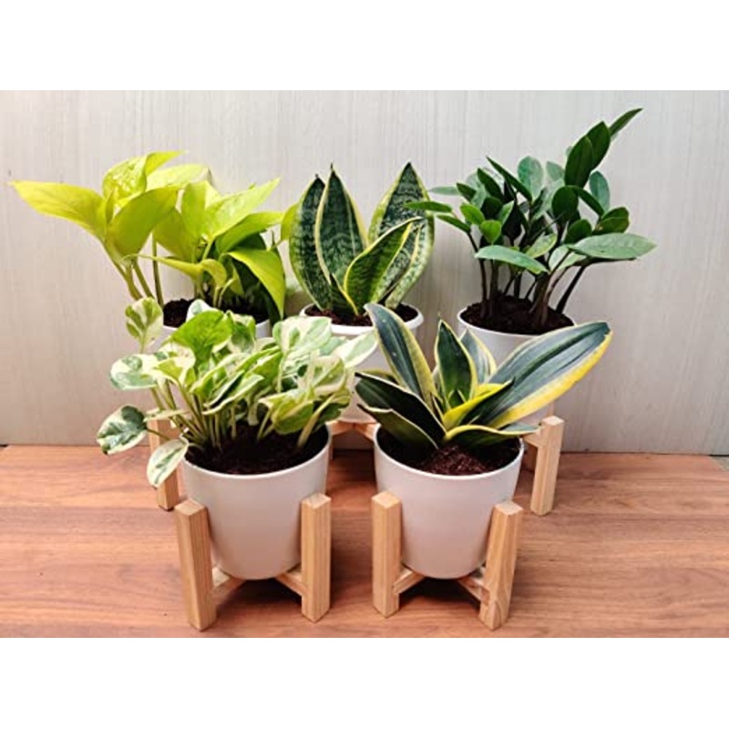 Ultimate Air-Purifying Plants Combo – Snake Plant, ZZ Plant, Golden Money Plant, Money Plant N Joy