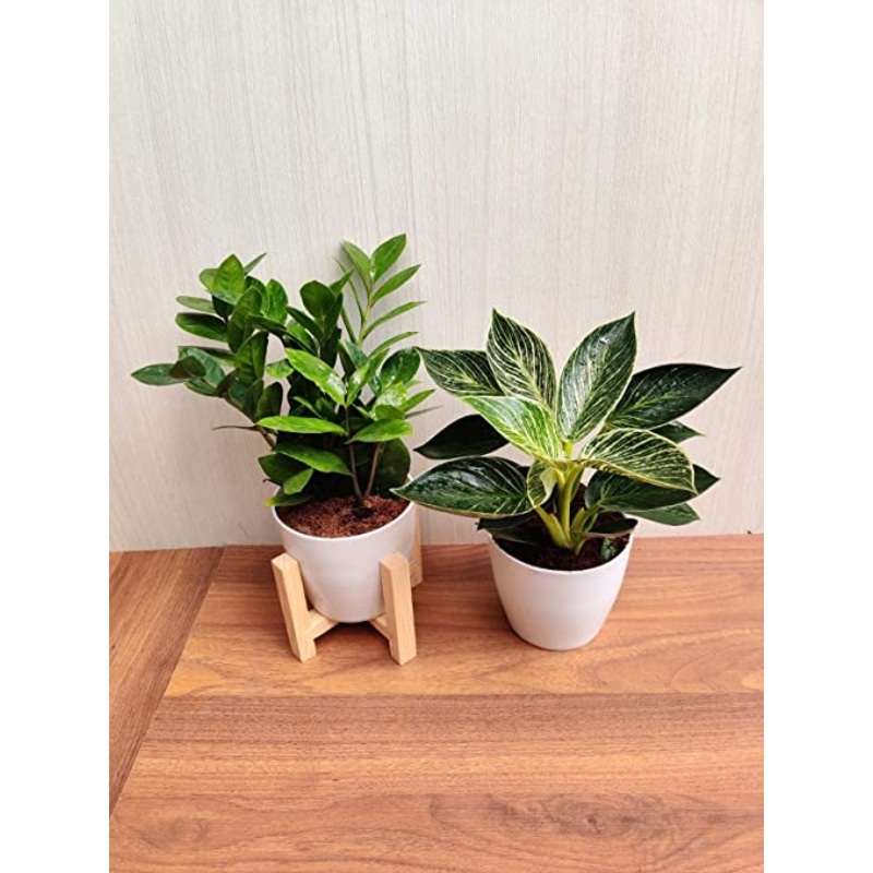 ZZ Plant & Philodendron Birkin Combo Pack with Plastic Pots