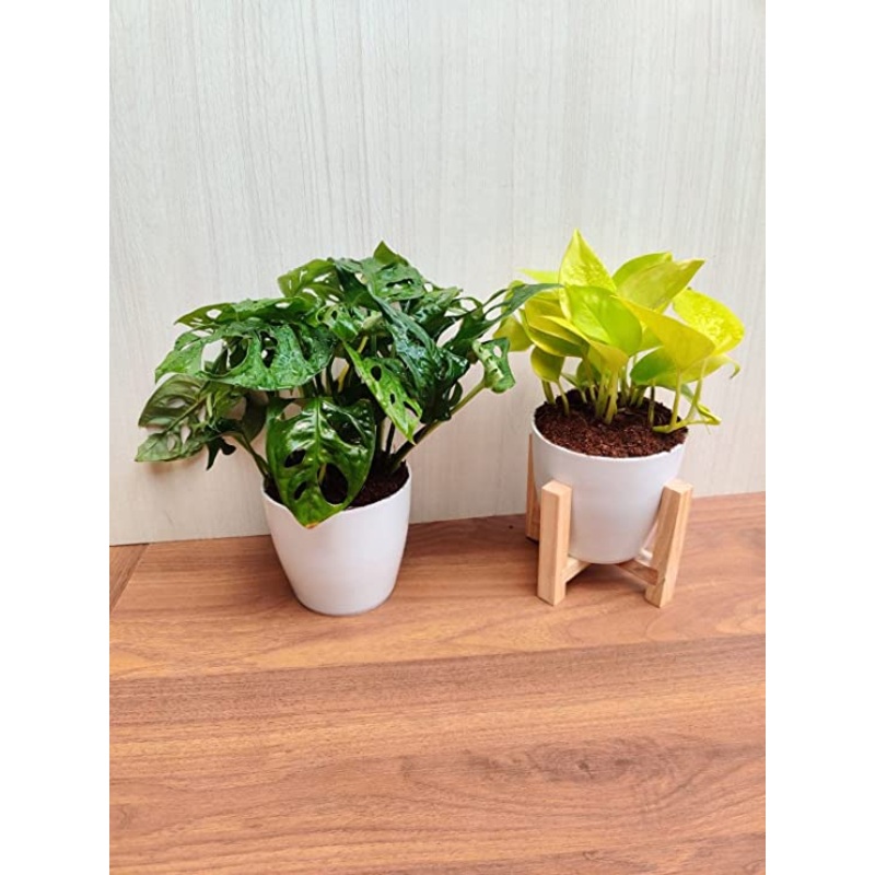 Air-Purifying Duo: Monstera adansonii (Broken Heart Plant) & Golden Money Plant Combo