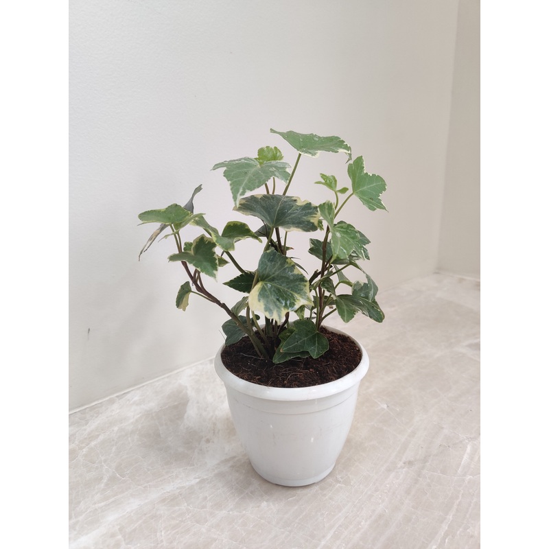 Air Purifying English Ivy Variegated Plant