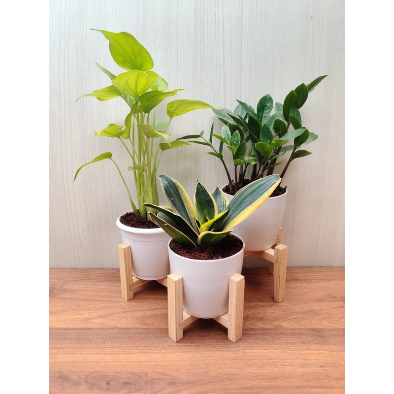 Air Purifying Indoor Plant Combo – Snake Plant, ZZ Plant, Alocasia Cuculata