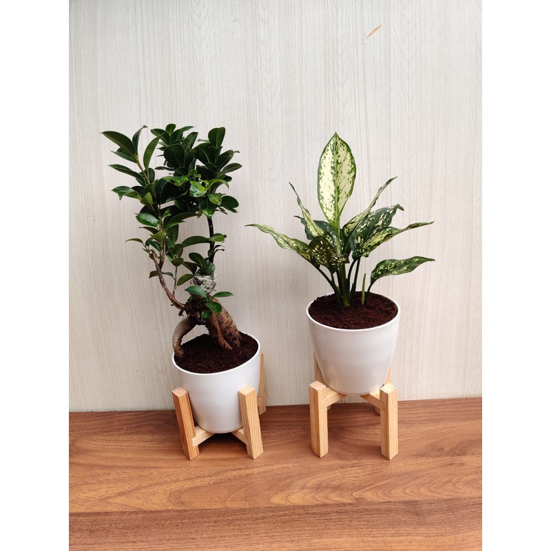 Air Purifying Plant Combo – Indoor House Plants in 4 Inch Plastic Pots for Home Dcor (Bonsai & Aglaonema)