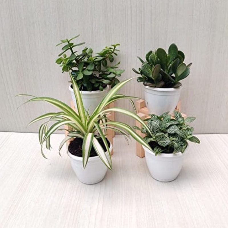 Air Purifying Plant Set – Jade, Crassula, Fittonia, Cholrophytum – Plastic Pots Included